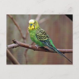  groene paraket foto briefkaart