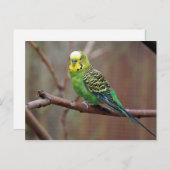  groene paraket foto briefkaart (Voorkant / Achterkant)