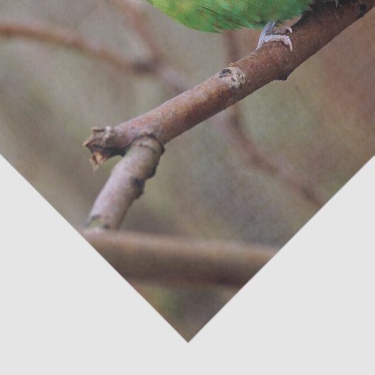  groene paraket foto tissuepapier (Detail)