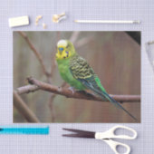  groene paraket foto tissuepapier (Craft)