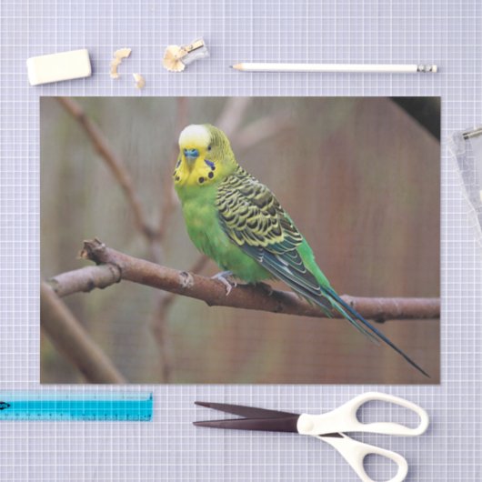  groene paraket foto tissuepapier (Craft)