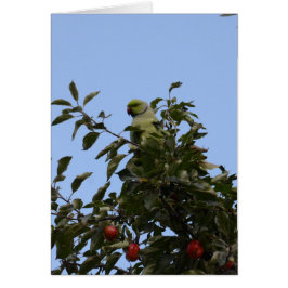 Groene parkiet