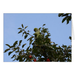 Groene parkiet