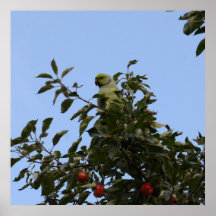 Groene Parkiet