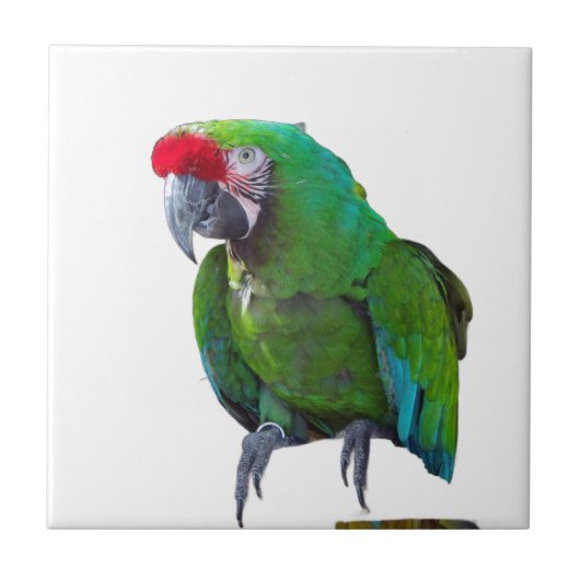 Groene Parrot keramische Tegel Tegeltje (Voorkant)