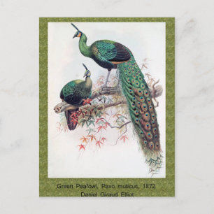 Groene pauw, Pavo muticus, 1872 monografie van Pha Briefkaart