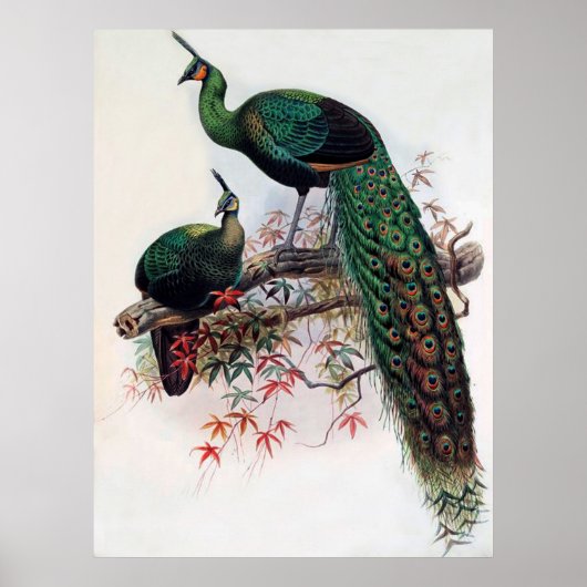 Groene Pauw, Pavo muticus, 1872 monografie van Pha Poster (Voorkant)