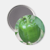 Groene peper magneet (Voorkant / Achterkant)