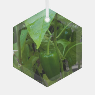 Groene Peppers Glas Ornament