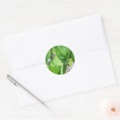 Groene Peppers Tuin Natuur Foto Sticker Label (Envelop)