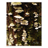 Groene planken foto afdruk (Voorkant)