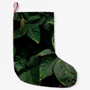 GROENE PLANT OP FOCUS FOTOGRAFIE KLEINE KERSTSOK