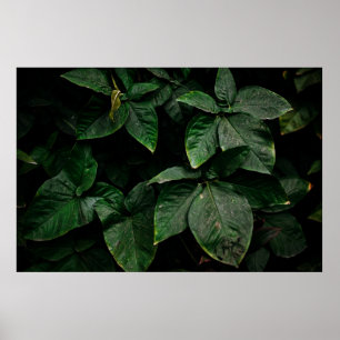 GROENE PLANT OP FOCUS FOTOGRAFIE POSTER
