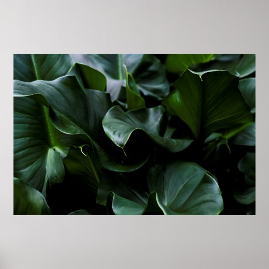 GROENE PLANT POSTER (Voorkant)