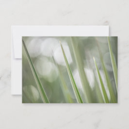 Groene Pointy Plant Natuur Foto