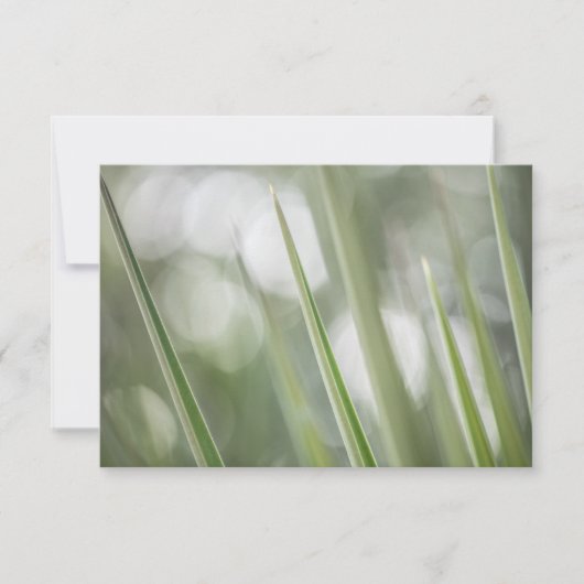 Groene Pointy Plant Natuur Foto (Voorkant)