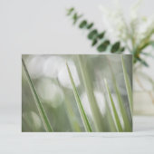 Groene Pointy Plant Natuur Foto (Staand voorkant)