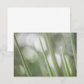 Groene Pointy Plant Natuur Foto (Voorkant / Achterkant)