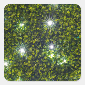 Groene Privet Hedge met Starlight Vierkante Sticker