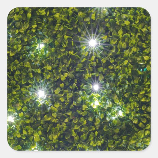 Groene Privet Hedge met Starlight Vierkante Sticker (Voorkant)