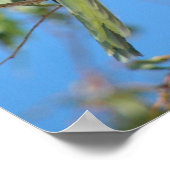 Groene quaker papegaai Poster (Hoek)