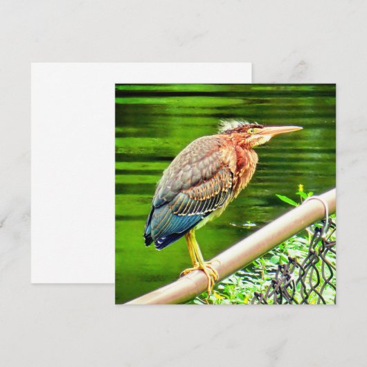 Groene reiger (Voorkant / Achterkant)