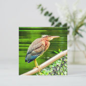 Groene reiger (Staand voorkant)