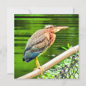 Groene reiger (Voorkant)