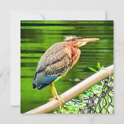 Groene reiger (Voorkant)