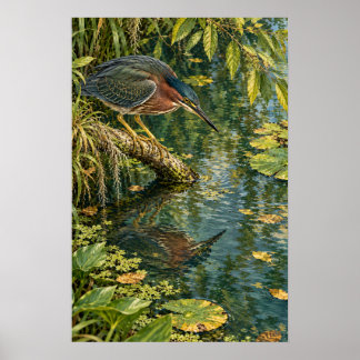 Groene Reiger Boven de Stille Wateren van Zuid-Tex Poster