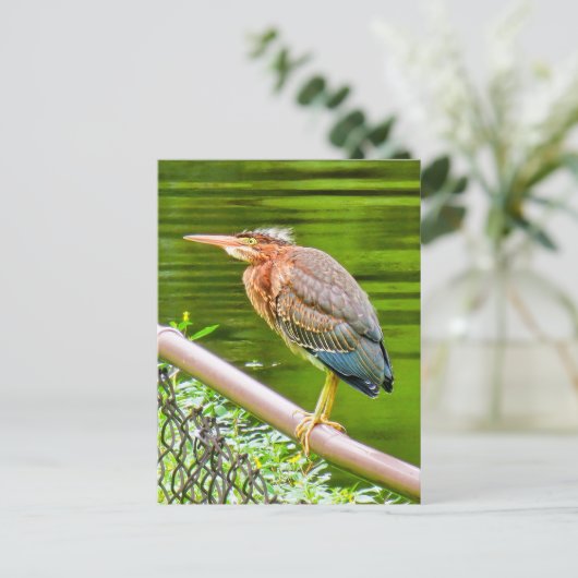 Groene reiger briefkaart (Staand voorkant)