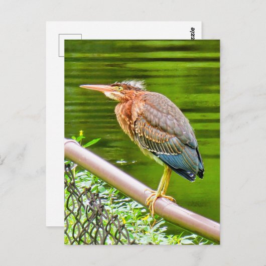 Groene reiger briefkaart (Voorkant / Achterkant)