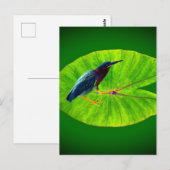 Groene reiger briefkaart (Voorkant / Achterkant)