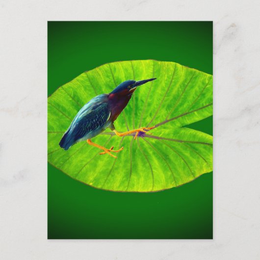 Groene reiger briefkaart (Voorkant)