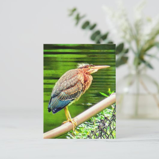Groene reiger briefkaart (Staand voorkant)