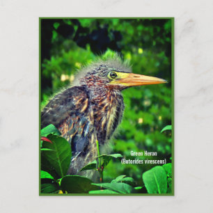 Groene Reiger (Butorides virescens) Feestdagenkaart