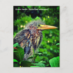 Groene reiger (Butorides virescens) Feestdagenkaart