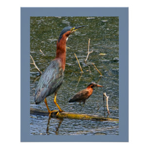 Groene Reiger (Butorides virescens) Perfect Poster