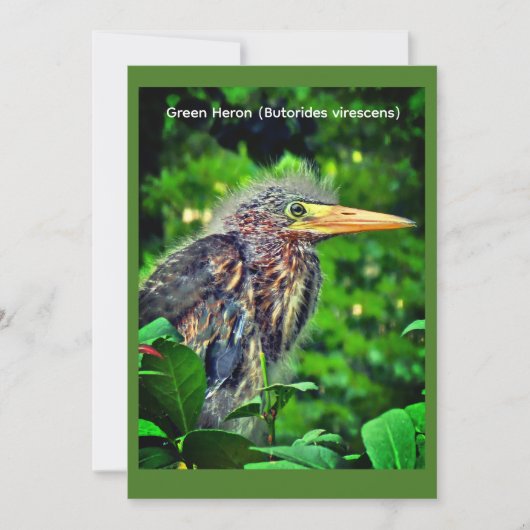 Groene reiger (Butorides virescens) Save The Date (Voorkant)