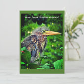 Groene reiger (Butorides virescens) Save The Date (Staand voorkant)