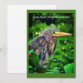 Groene reiger (Butorides virescens) Save The Date (Voorkant / Achterkant)
