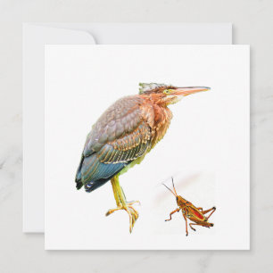 Groene reiger en sprinkhaan