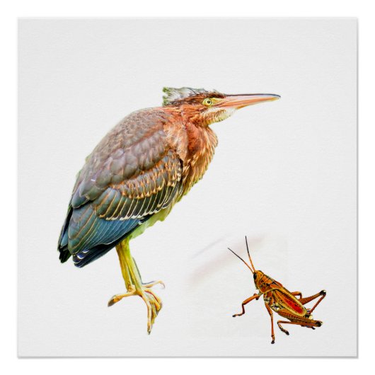 Groene reiger en sprinkhaan perfect poster (Voorkant)