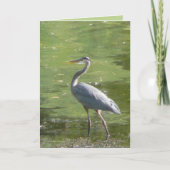 Groene reiger kaart (Voorkant)