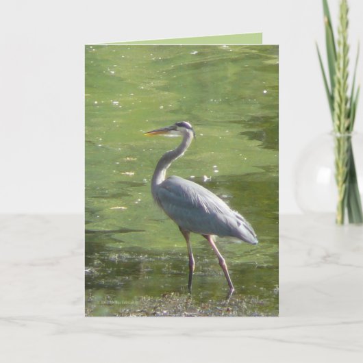 Groene reiger kaart (Voorkant)