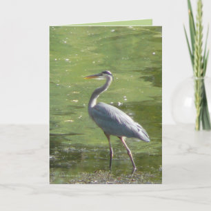Groene reiger kaart