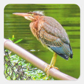 Groene reiger vierkante sticker (Voorkant)