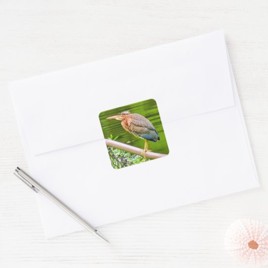 Groene reiger vierkante sticker (Envelop)