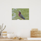 Groene Reiger Vogel Foto Poster (Keuken)