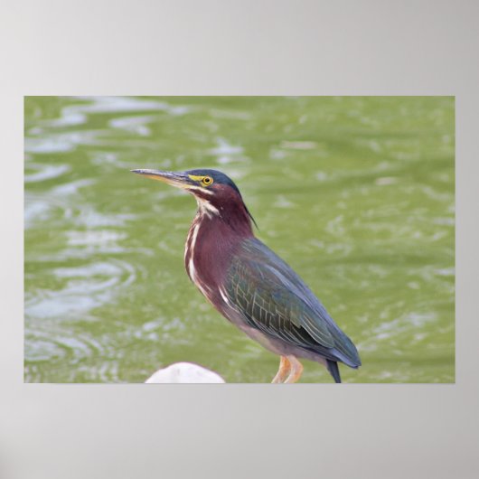 Groene Reiger Vogel Foto Poster (Voorkant)